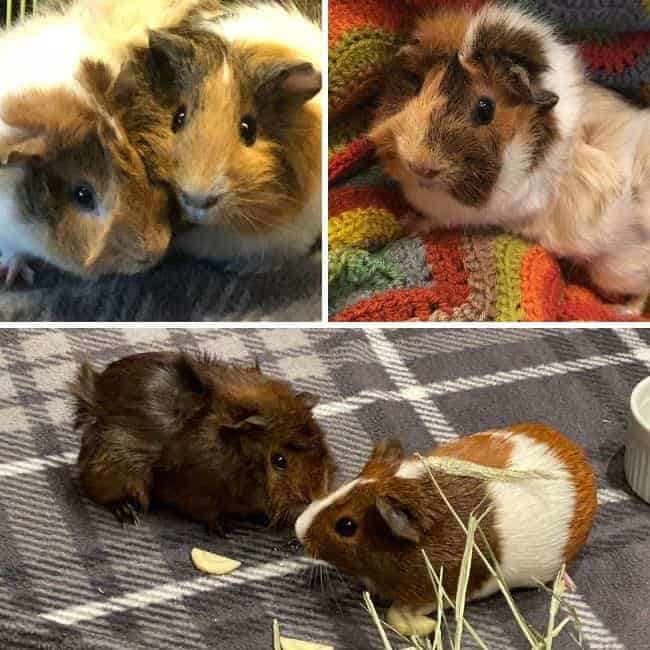 collage of photos of guinea pigs